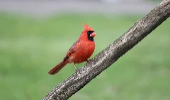 A red cardinal resting on a branch